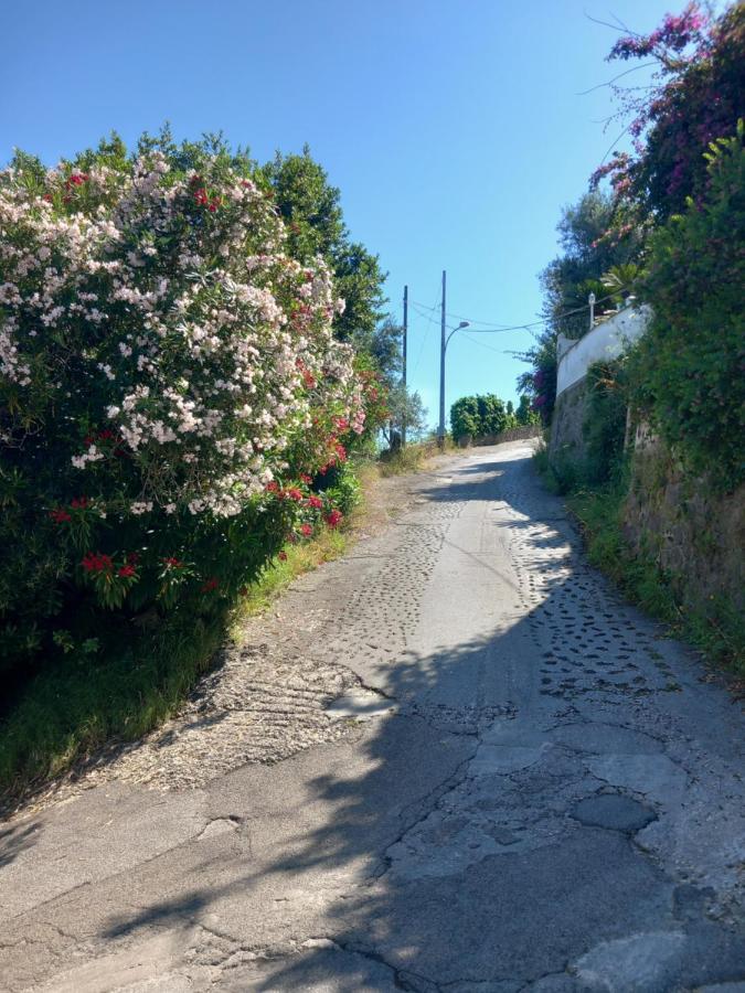 Villetta Panoramica Forio di Ischia Zewnętrze zdjęcie